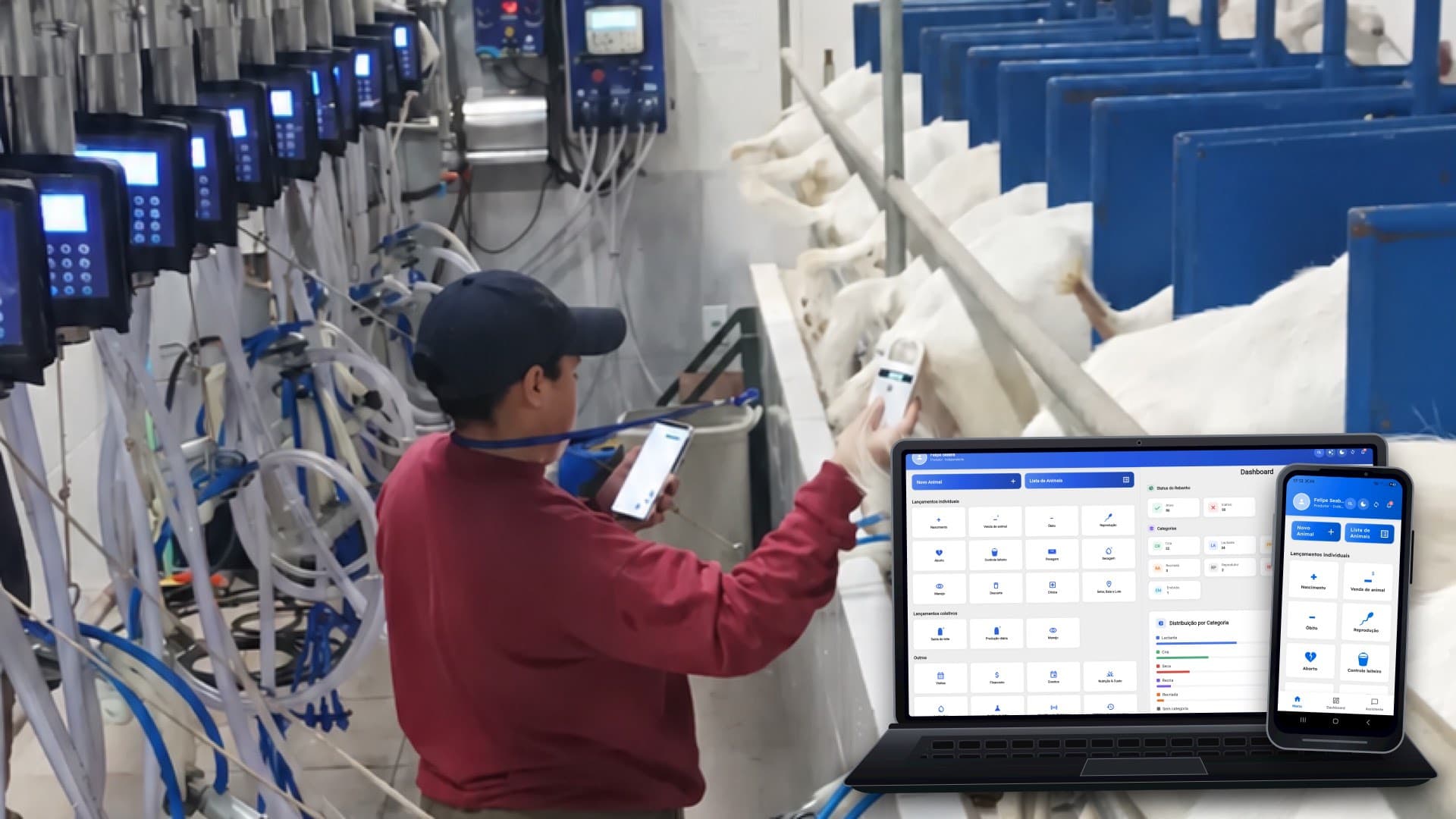 Produtor usando o sistema durante a ordenha, lendo o chip do animal