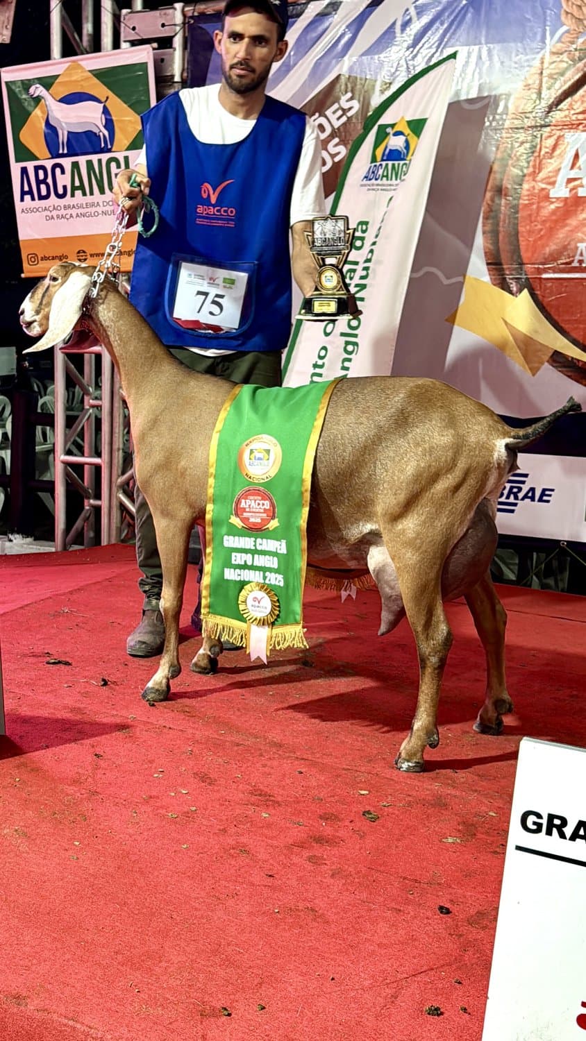 Hermana TE da Campinas, Fêmea, Anglonubiana, criador Fazenda Campinas