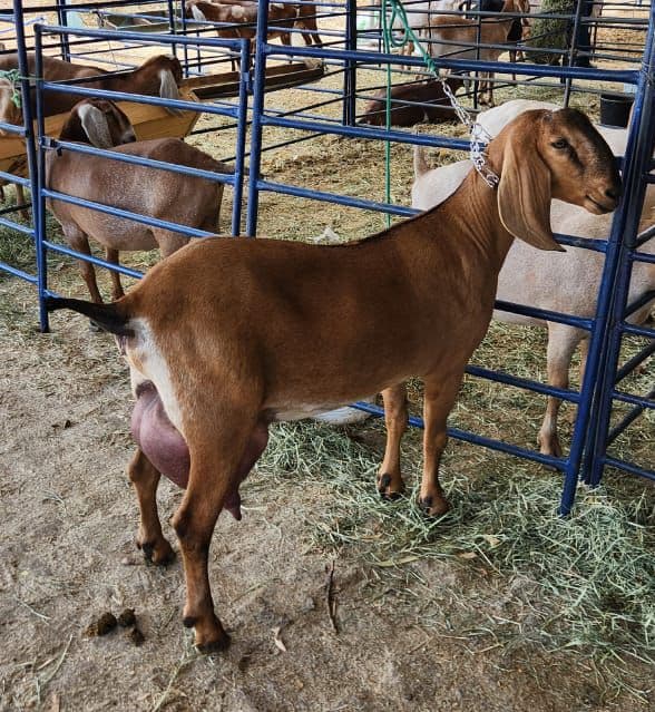 Haidê 23 da Campinas, Fêmea, criador Fazenda Campinas