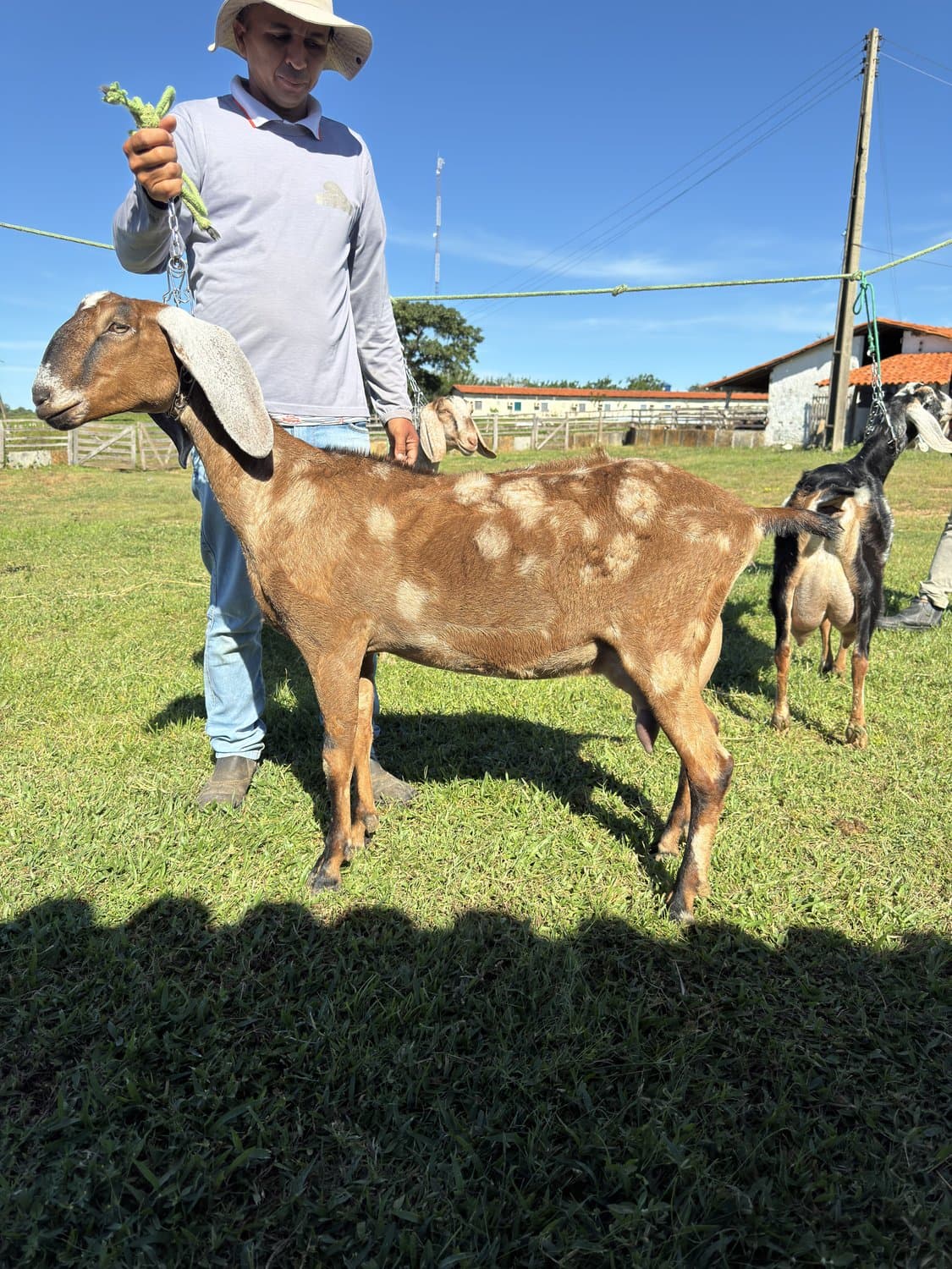 JOYA 25 DA CAMPINAS, Fêmea, Anglonubiana, criador Fazenda Campinas