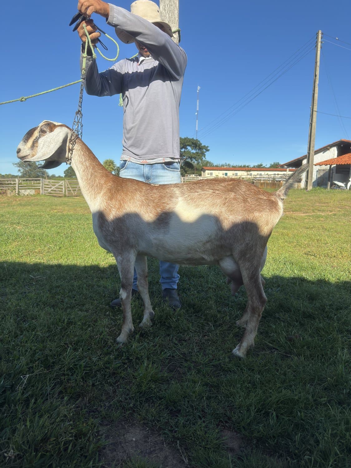 Hiena 23 da Campinas, Fêmea, Anglonubiana, criador Fazenda Campinas