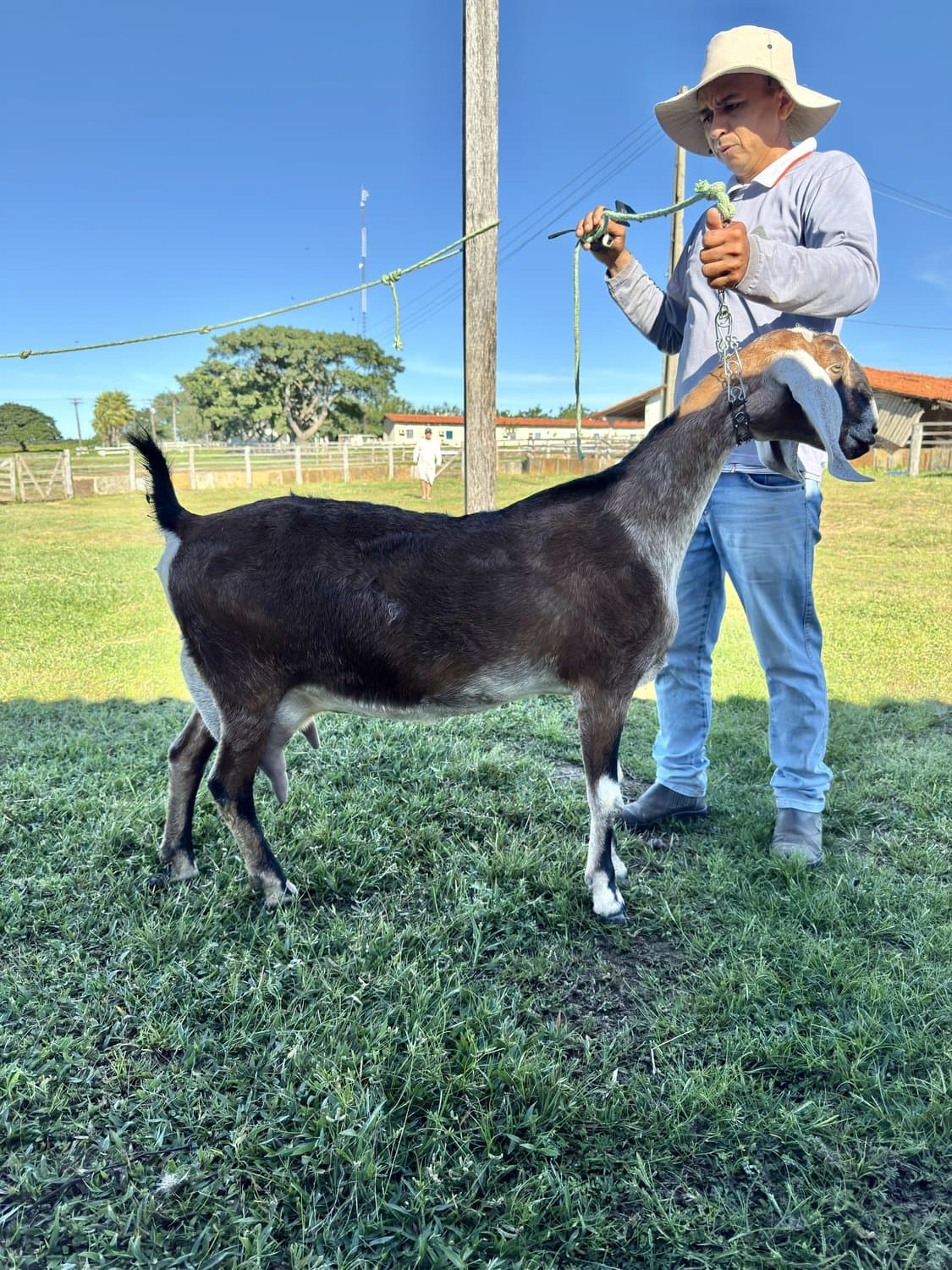 Giovanna Antonelle 22 da Campinas, Fêmea, Anglonubiana, criador Fazenda Campinas