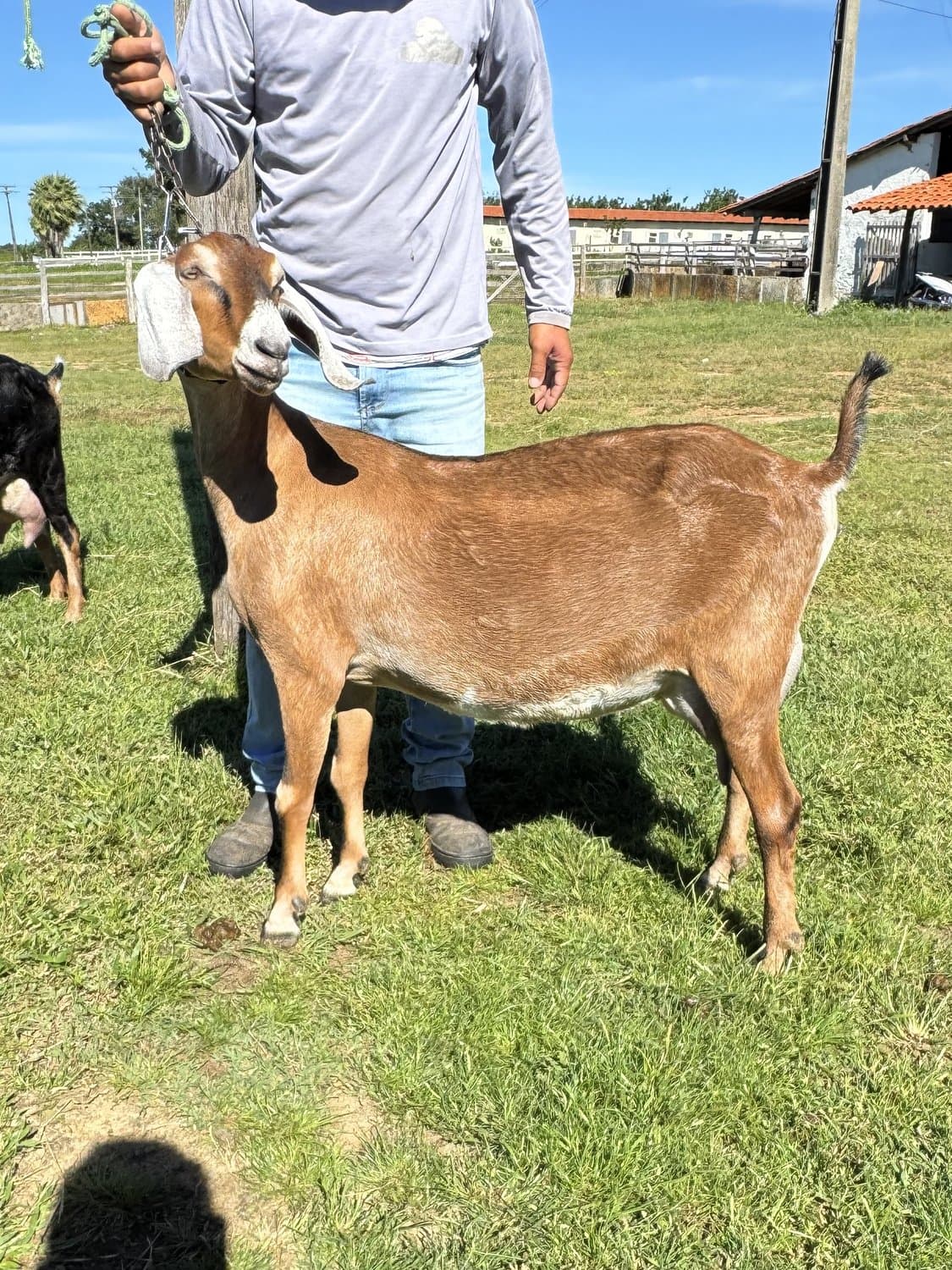 Isabel 24 da Campinas, Fêmea, Anglonubiana, criador Fazenda Campinas