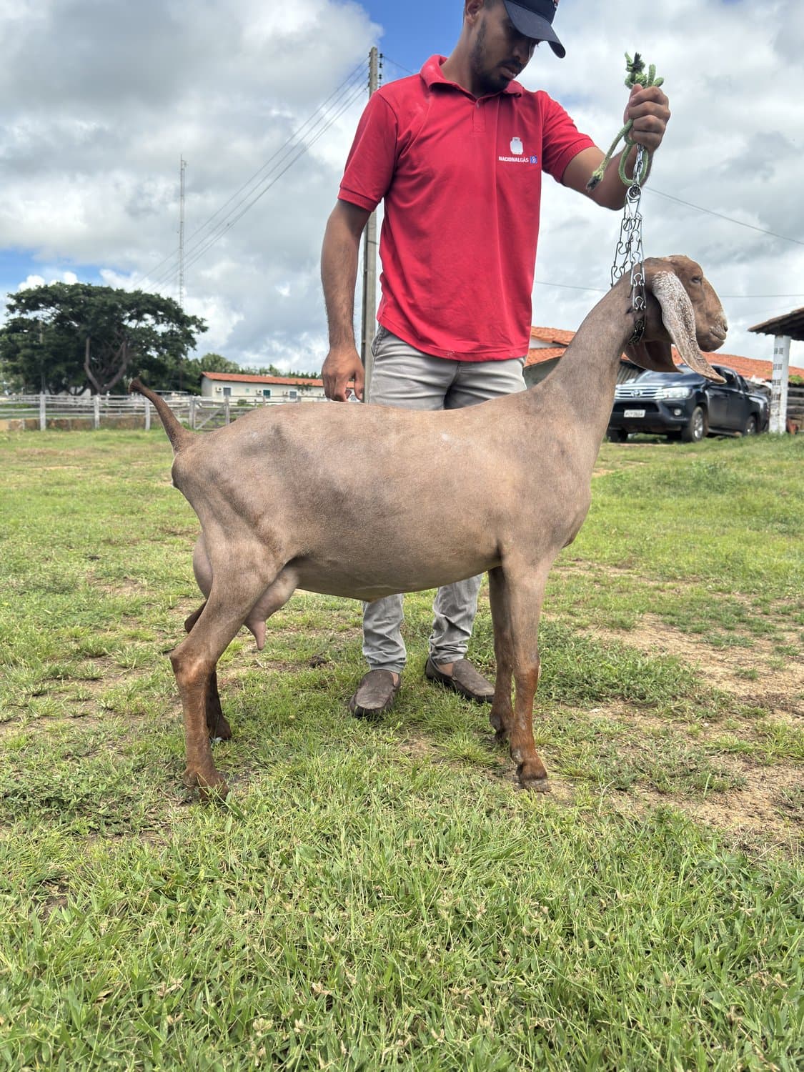Inglesa TE 24 da Campinas, Fêmea, Anglonubiana, criador Fazenda Campinas
