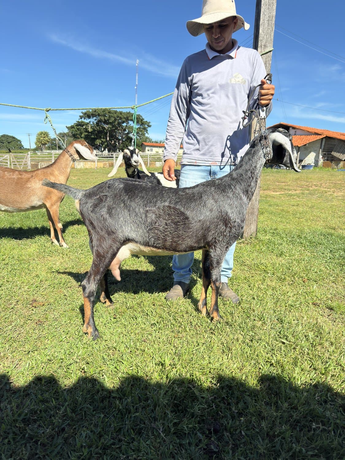 Ívina 24 da Campinas, Fêmea, Anglonubiana, criador Fazenda Campinas
