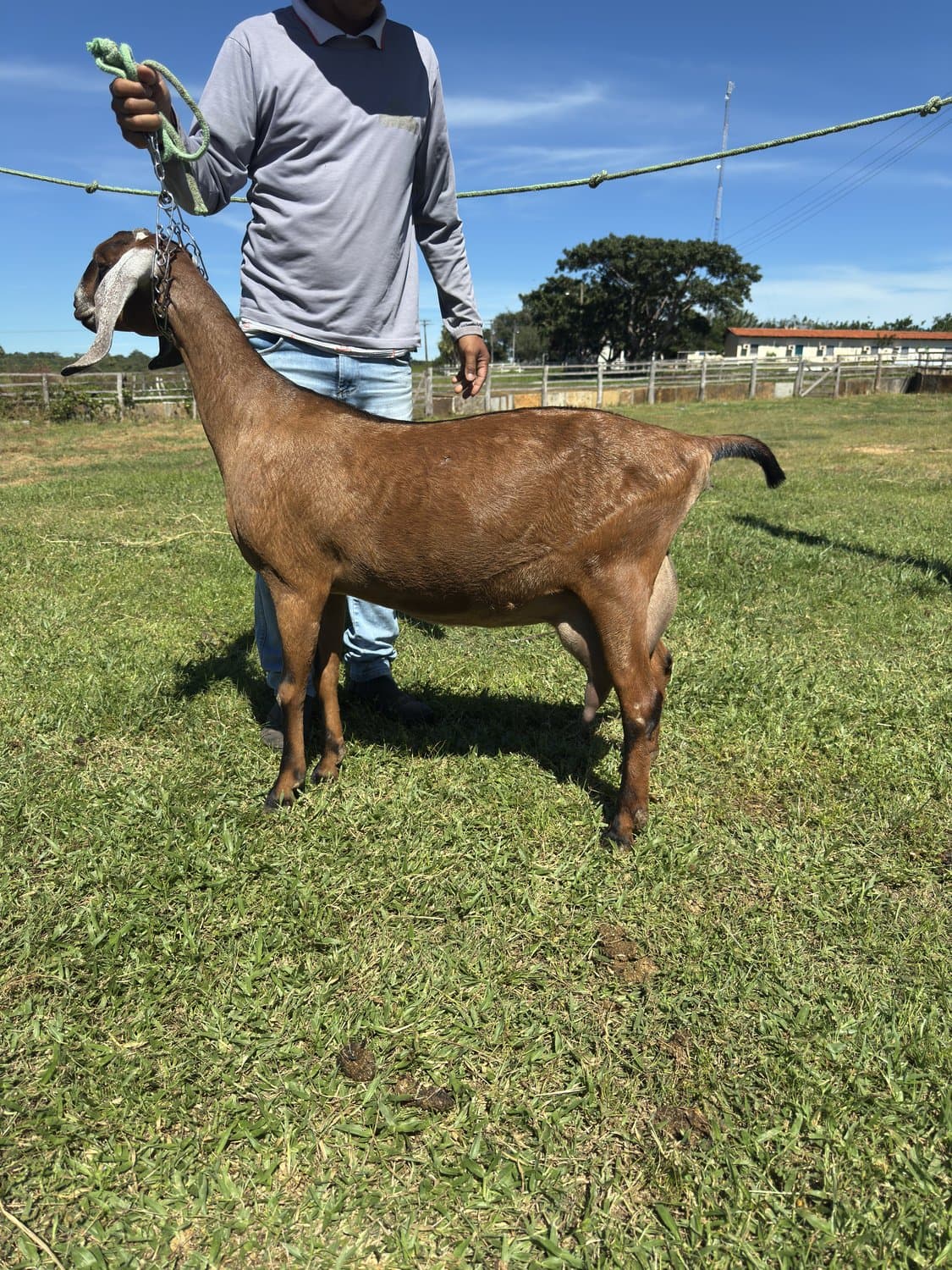 Itapuã 24 da campinas, Fêmea, Anglonubiana, criador Fazenda Campinas
