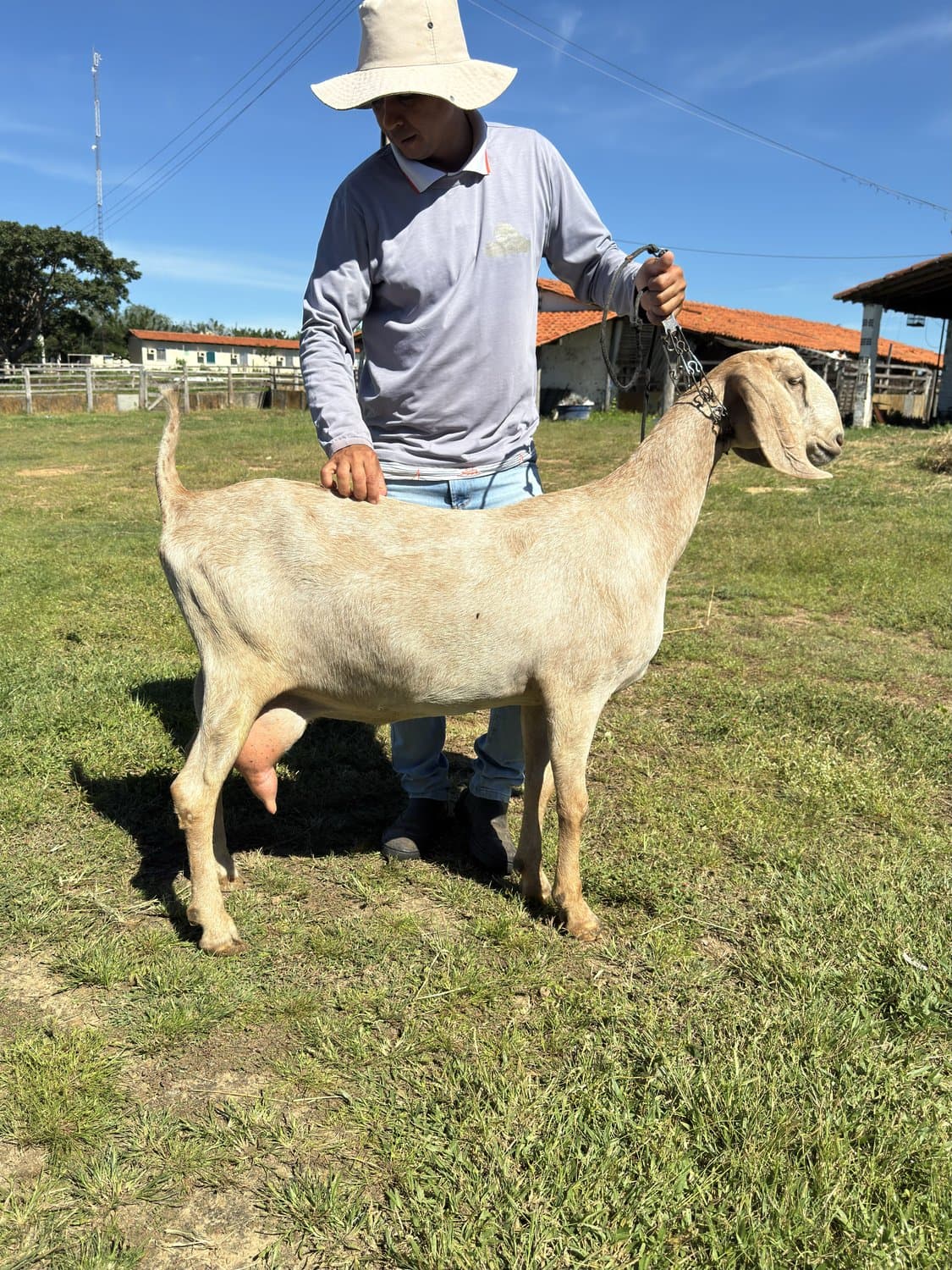 Iascara 24 da Campinas, Fêmea, Anglonubiana, criador Fazenda Campinas