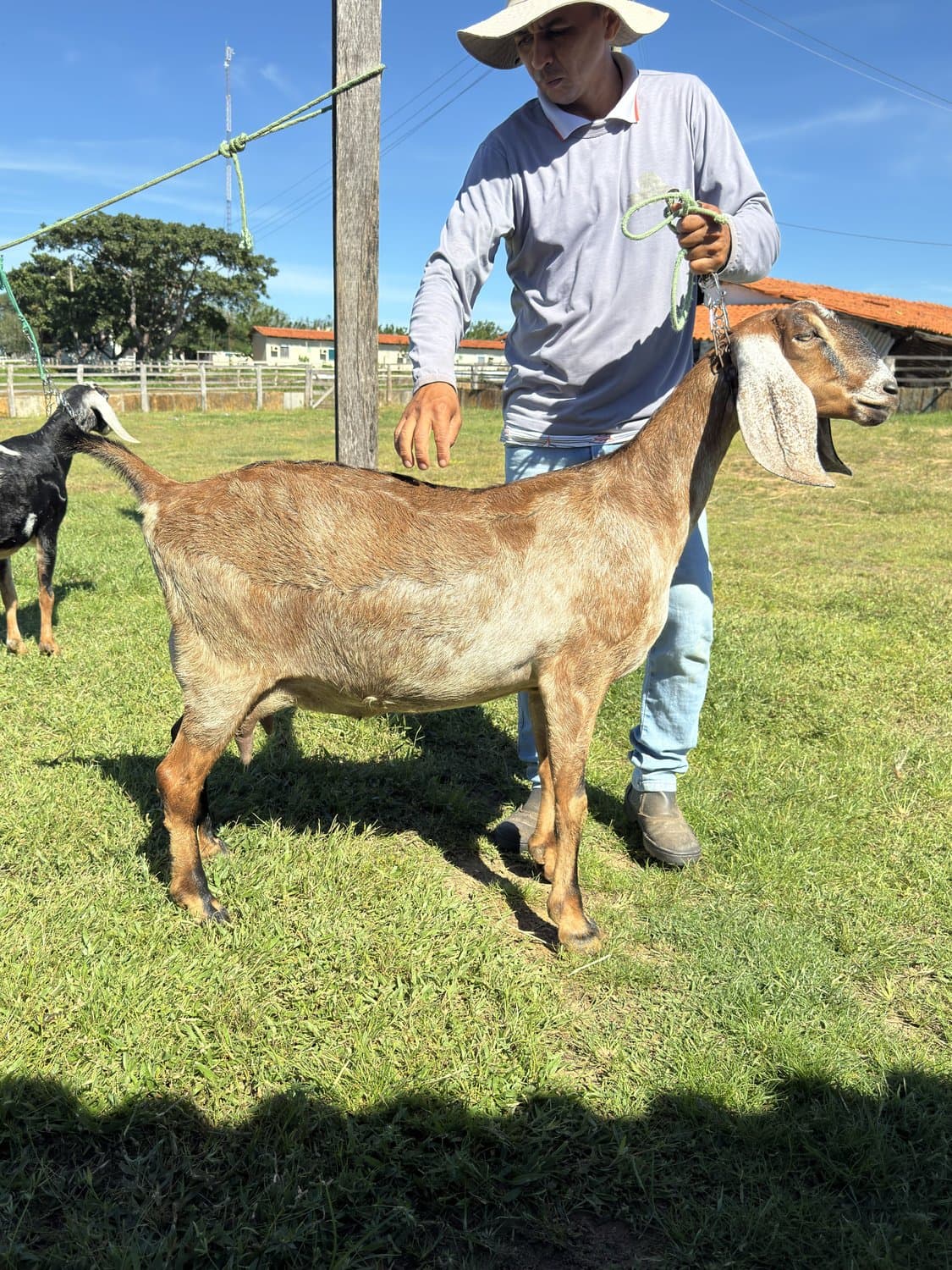 Ilka 24 da Campinas, Fêmea, Anglonubiana, criador Fazenda Campinas