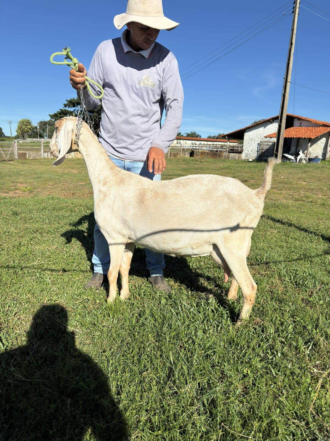 Ianca 24 da Campinas, Fêmea, Anglonubiana, criador Fazenda Campinas