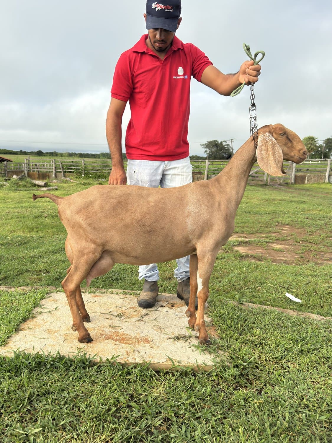 Janaina 25 da Campinas, Fêmea, Anglonubiana, criador Fazenda Campinas