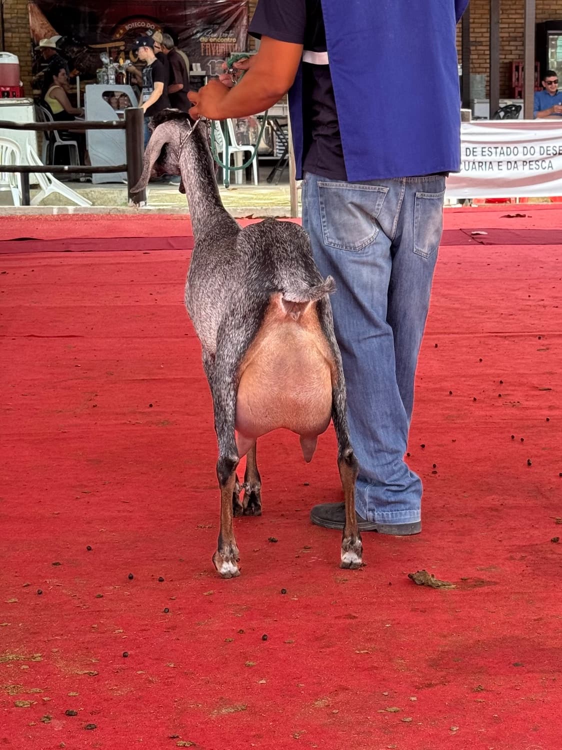 Iasmim TE 24 da Campinas, Fêmea, Anglonubiana, criador Fazenda Campinas