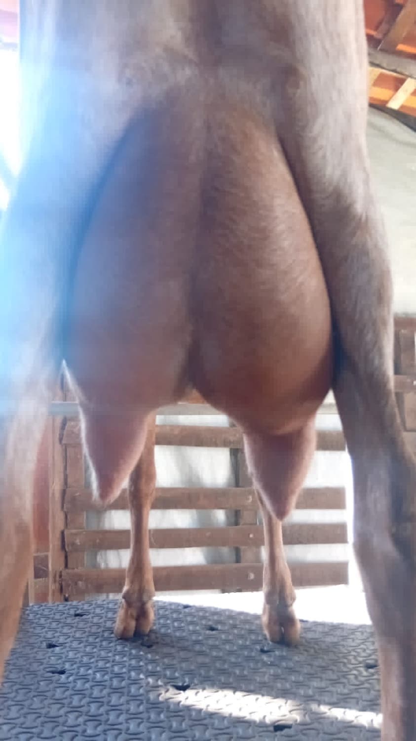 Indiana TE 24 da Campinas, Fêmea, Anglonubiana, criador Fazenda Campinas