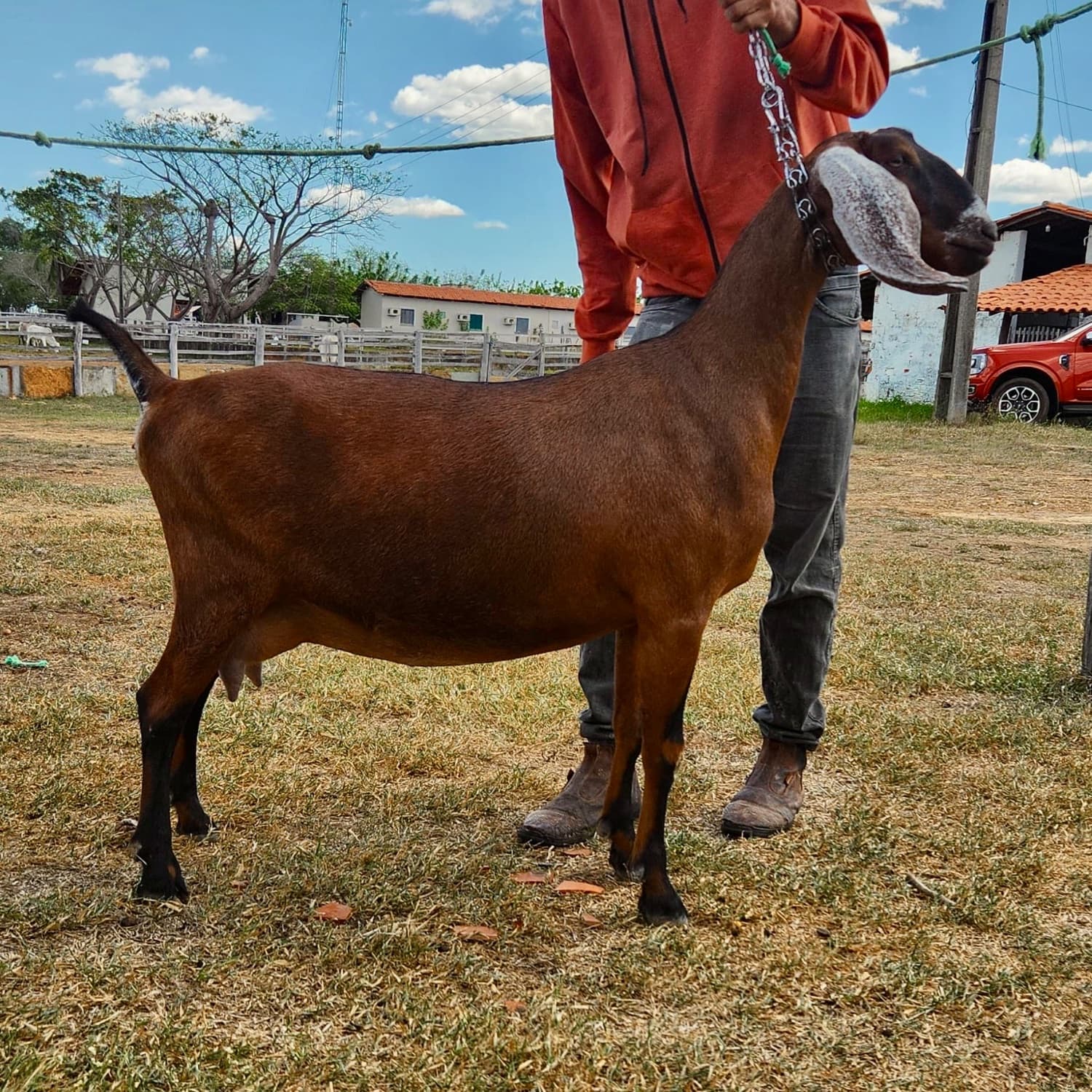 Jade 25 da Campinas, Fêmea, Anglonubiana, criador Fazenda Campinas