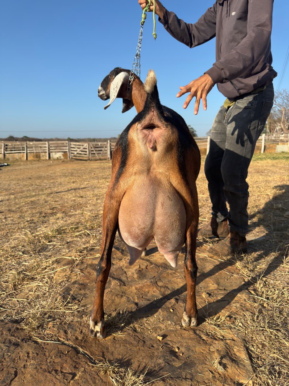 Irani 24 da campinas, Fêmea, Anglonubiana, criador Fazenda Campinas