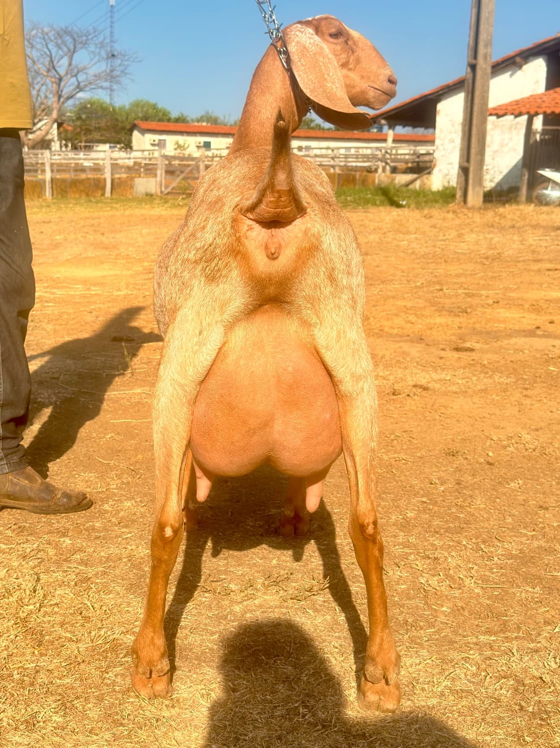 Harpa 23 da Campinas, Fêmea, Anglonubiana, criador Fazenda Campinas