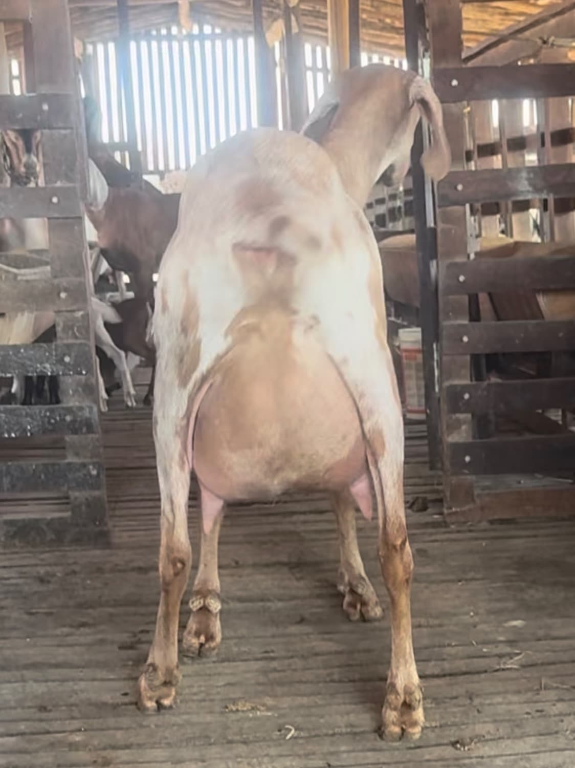 Irece 24 da Campinas, Fêmea, Anglonubiana, criador Fazenda Campinas