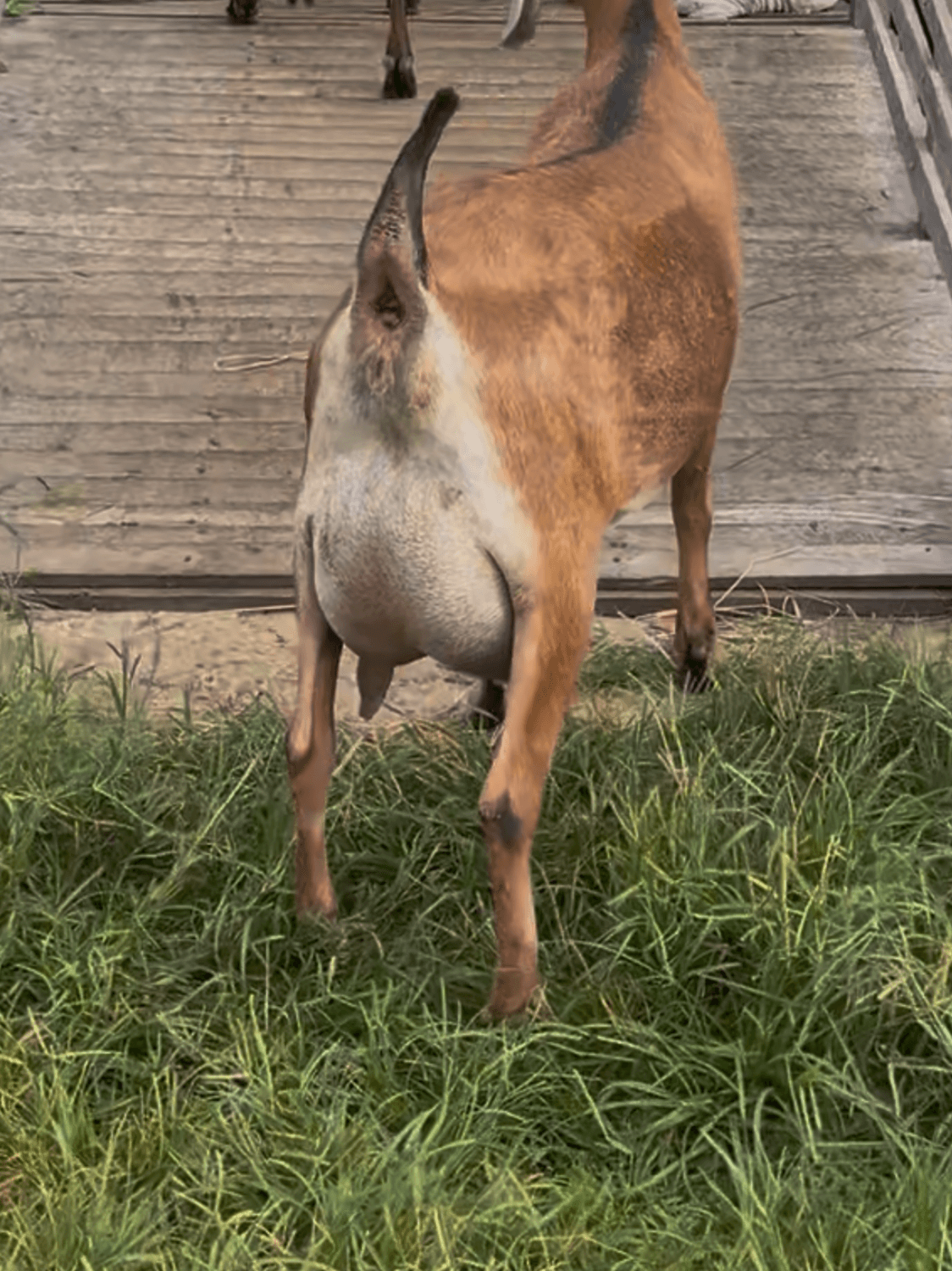 Ibiza 24 da campinas, Fêmea, Anglonubiana, criador Fazenda Campinas