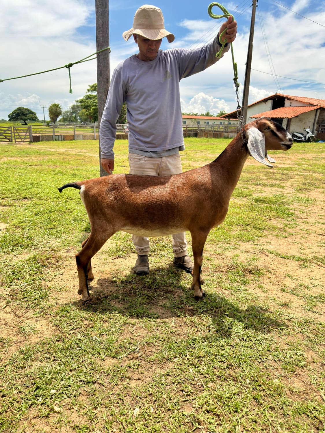 Íris 24 da campinas, Fêmea, Anglonubiana, criador Fazenda Campinas